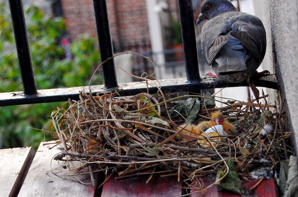 nido de paloma en terraza